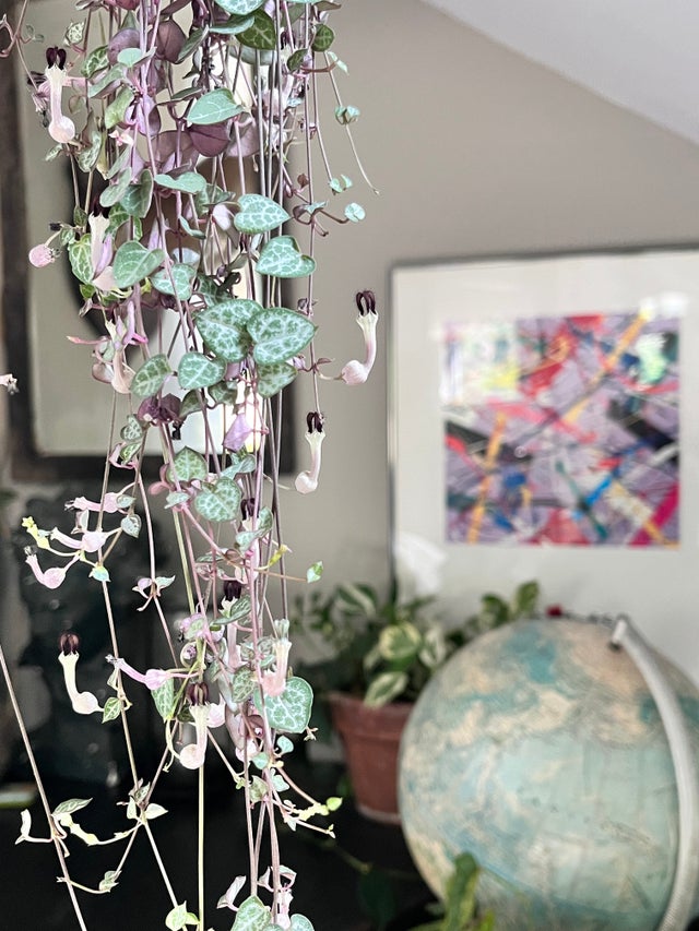 Strings of Things Grounded Plant Company