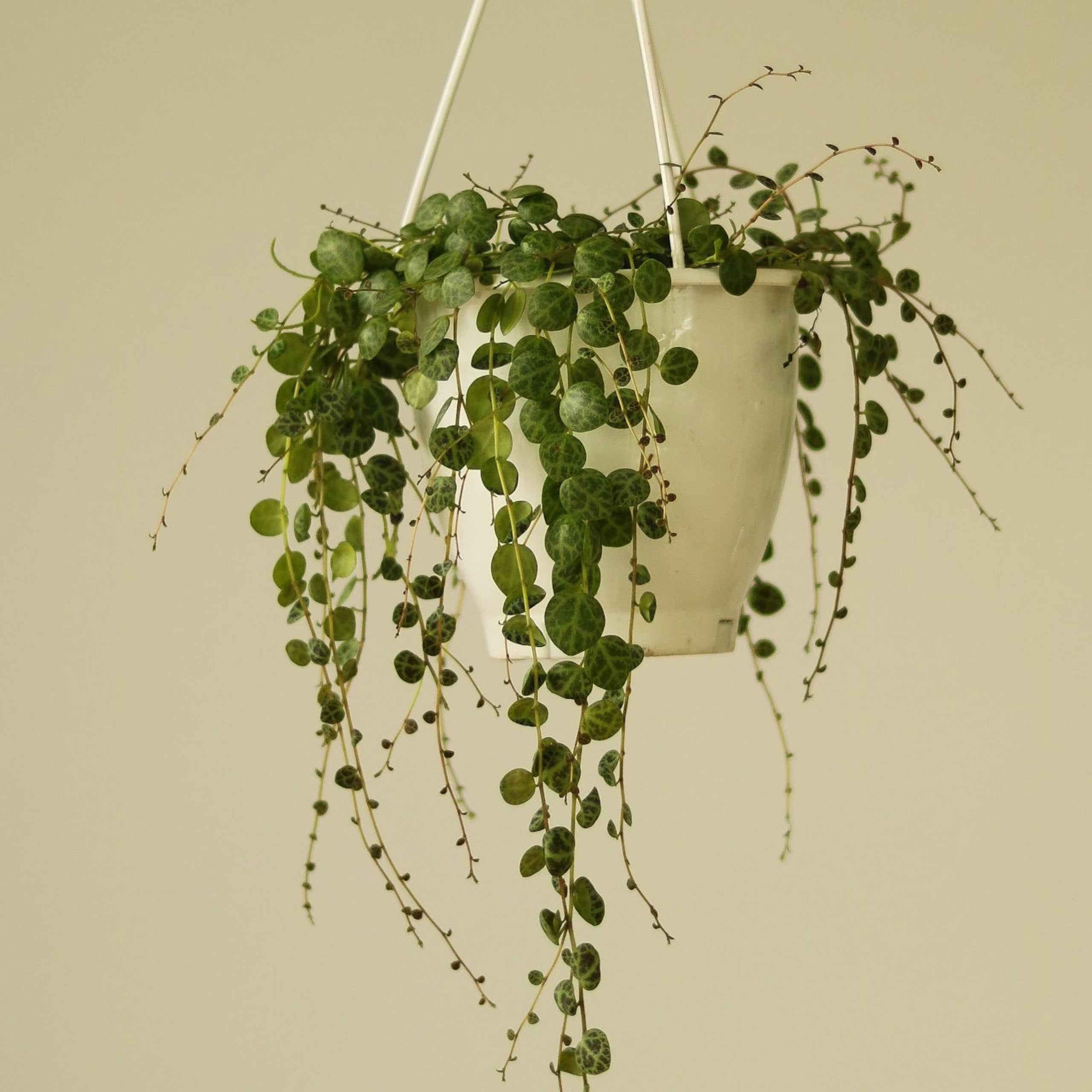 String Of Turtles Grounded Plant Company