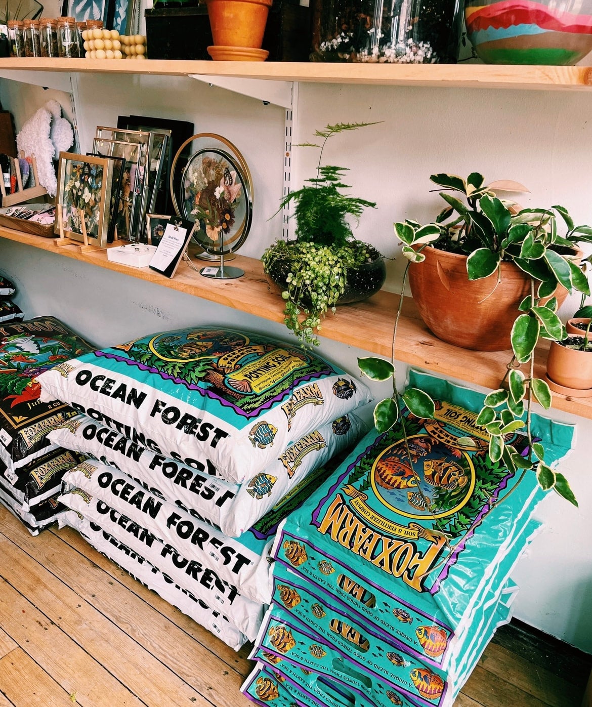 Fox Farm Ocean Forest Soil Grounded Plant Company