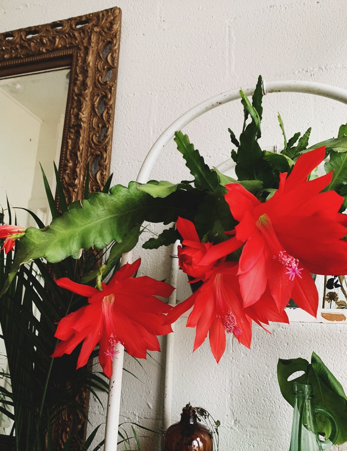 Nightbloom Cereus cactus Grounded Plant Company